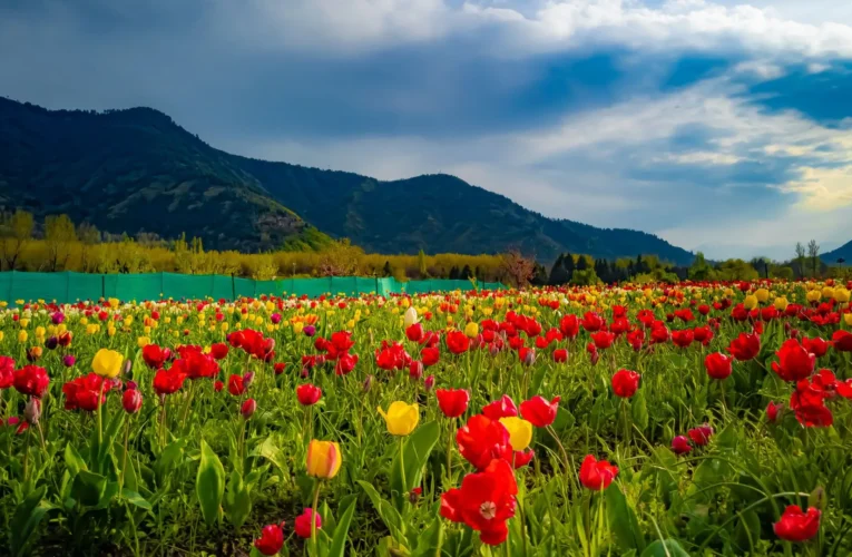 Spring Spectacle Unveiled: Srinagar’s Tulip Garden Ready to Mesmerize Tourists from Next Week