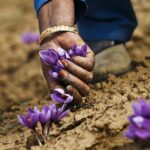 IIKSTC Pampore Elevates Saffron Harvest with State-of-the-Art Processing Facilities