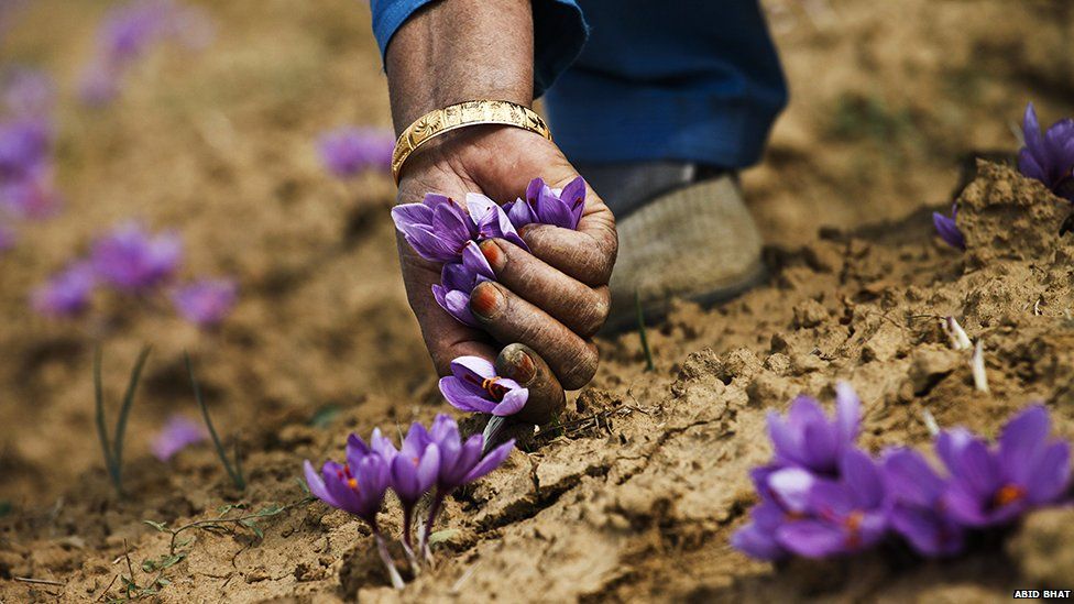 IIKSTC Pampore Elevates Saffron Harvest with State-of-the-Art Processing Facilities