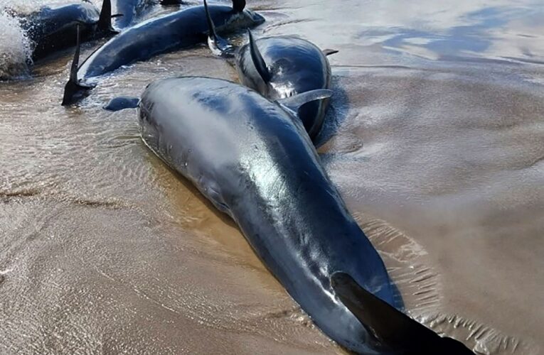 Tragic Mass Stranding: 157 Dolphins Beached on Remote Australian Shore