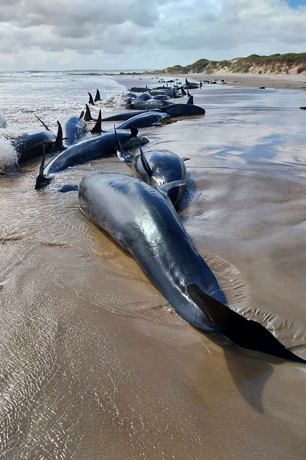 Tragic Mass Stranding: 157 Dolphins Beached on Remote Australian Shore