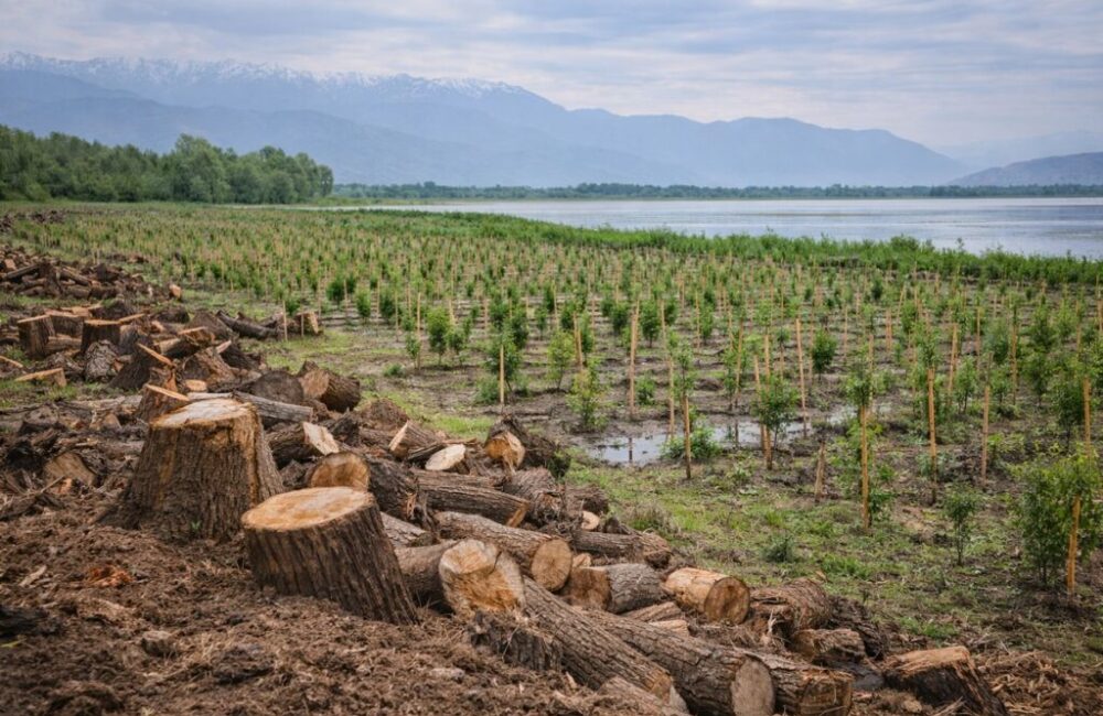 1.35 Lakh Willows Removed at Wular Lake, 19 Lakh Saplings Raised: J&K Govt Calls It Ecological Restoration, Not Deforestation