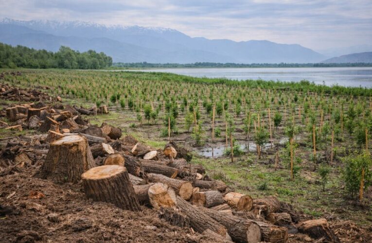 1.35 Lakh Willows Removed at Wular Lake, 19 Lakh Saplings Raised: J&K Govt Calls It Ecological Restoration, Not Deforestation
