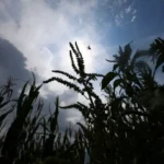 World Food Prices Reach Three-Year High in July as Weather Extremes and Conflicts Push Costs Higher