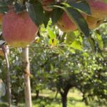Kashmir Has the Fruit. Now It Needs the Value Chain