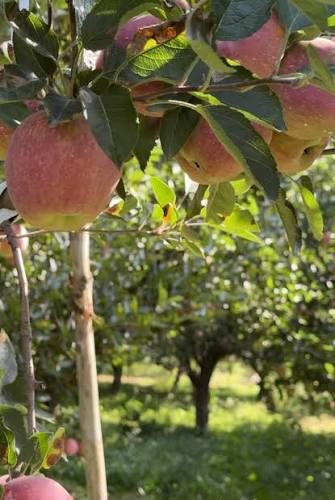 Kashmir Has the Fruit. Now It Needs the Value Chain