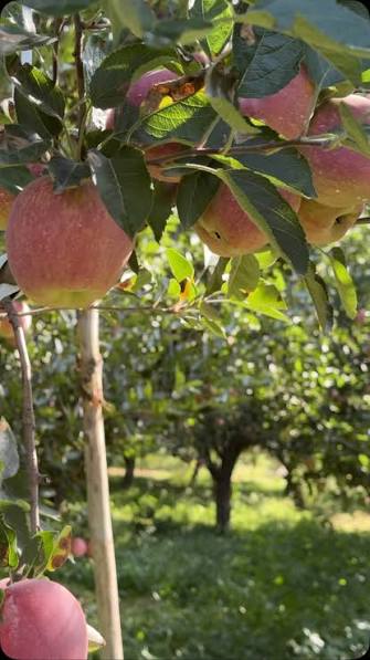 Kashmir Has the Fruit. Now It Needs the Value Chain